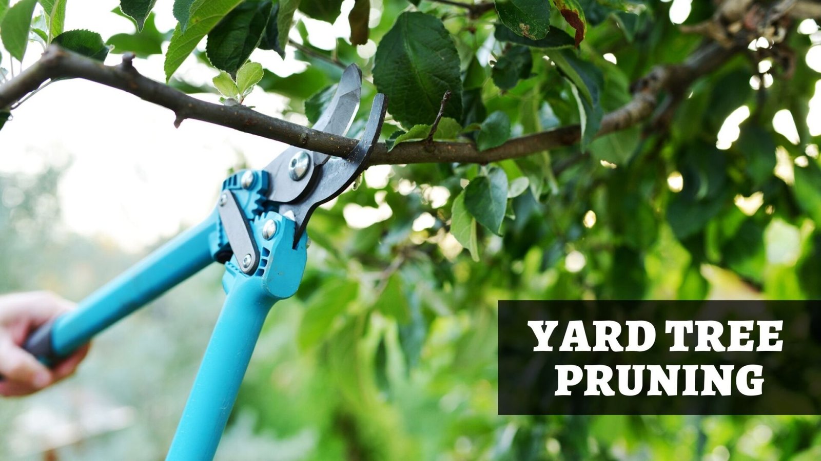 Tree Pruning: How and When to Prune Your Yard Trees? 2021